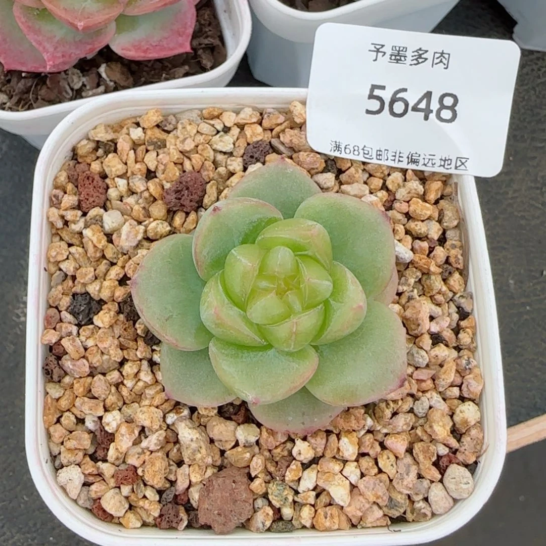 新珍妮。   5648。      多肉