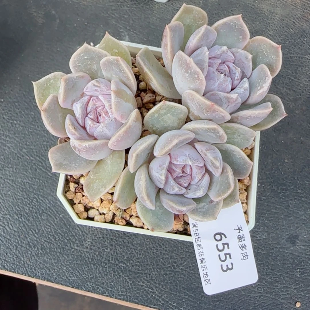 汉堡无砍。 6553。