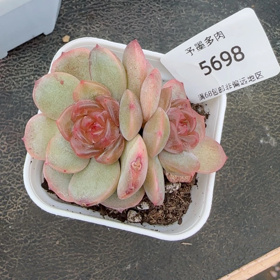 红色恋人。    5698。