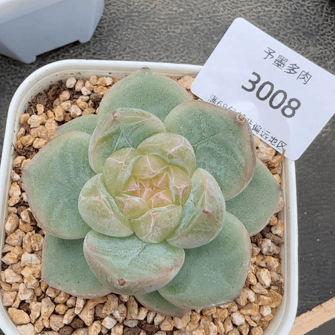 新珍妮。   3008。