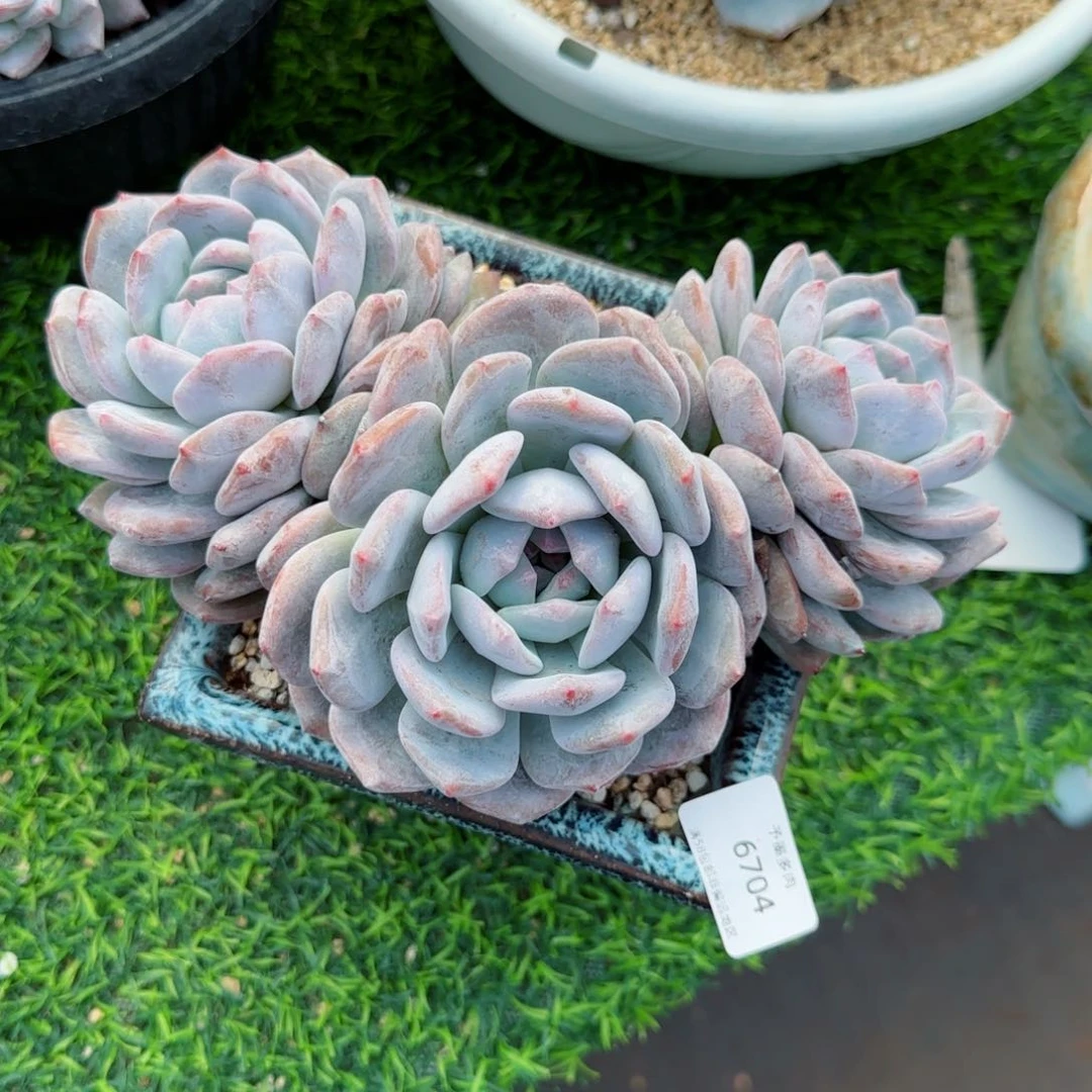 星影无砍。    6704。