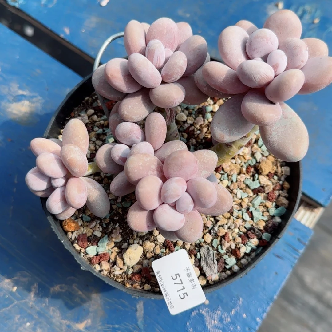 奶酪 无砍。  5715。