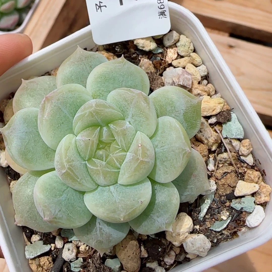 美*冰魄。 7027。