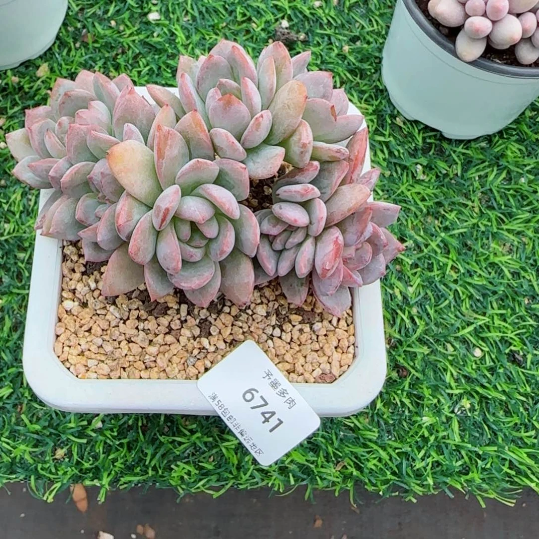 盼**妈全明星小树。  6741。