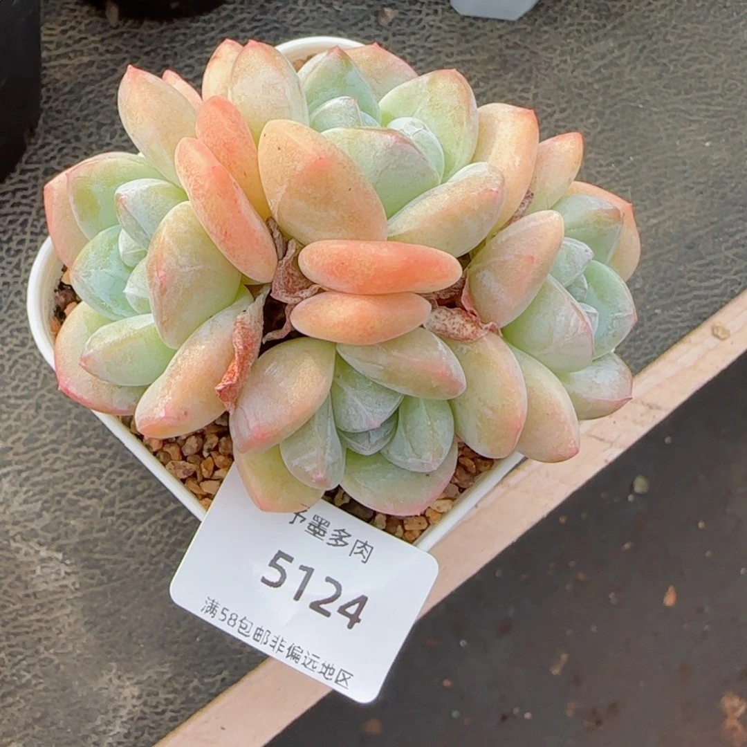 冰玉无砍。   5124。