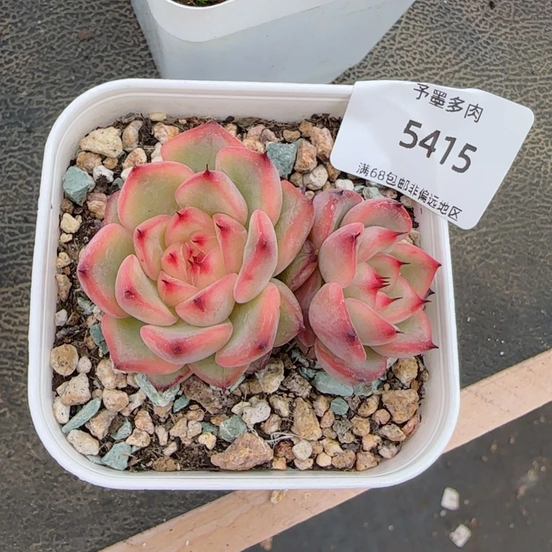 星光珍妮。 5415。