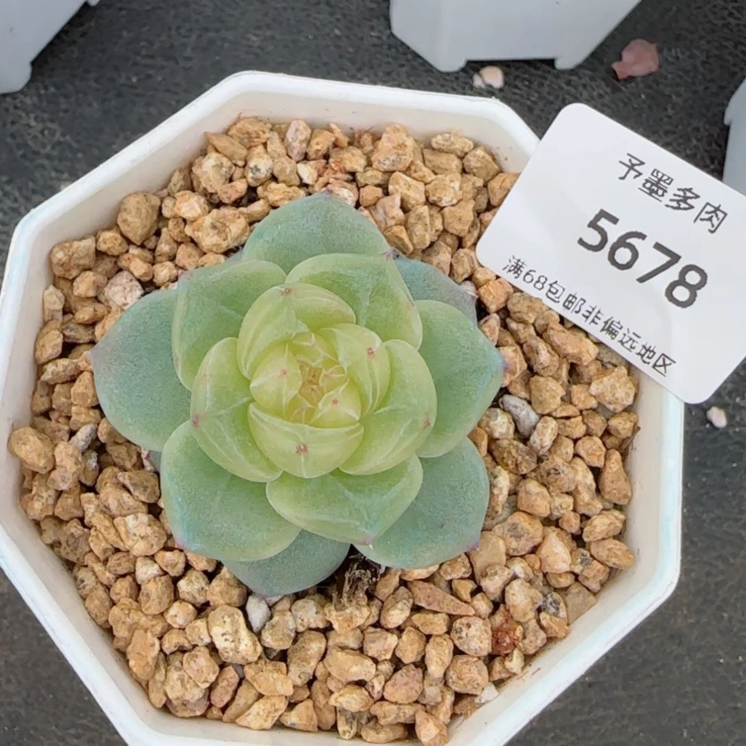 一帘幽梦。 多肉。    5678。