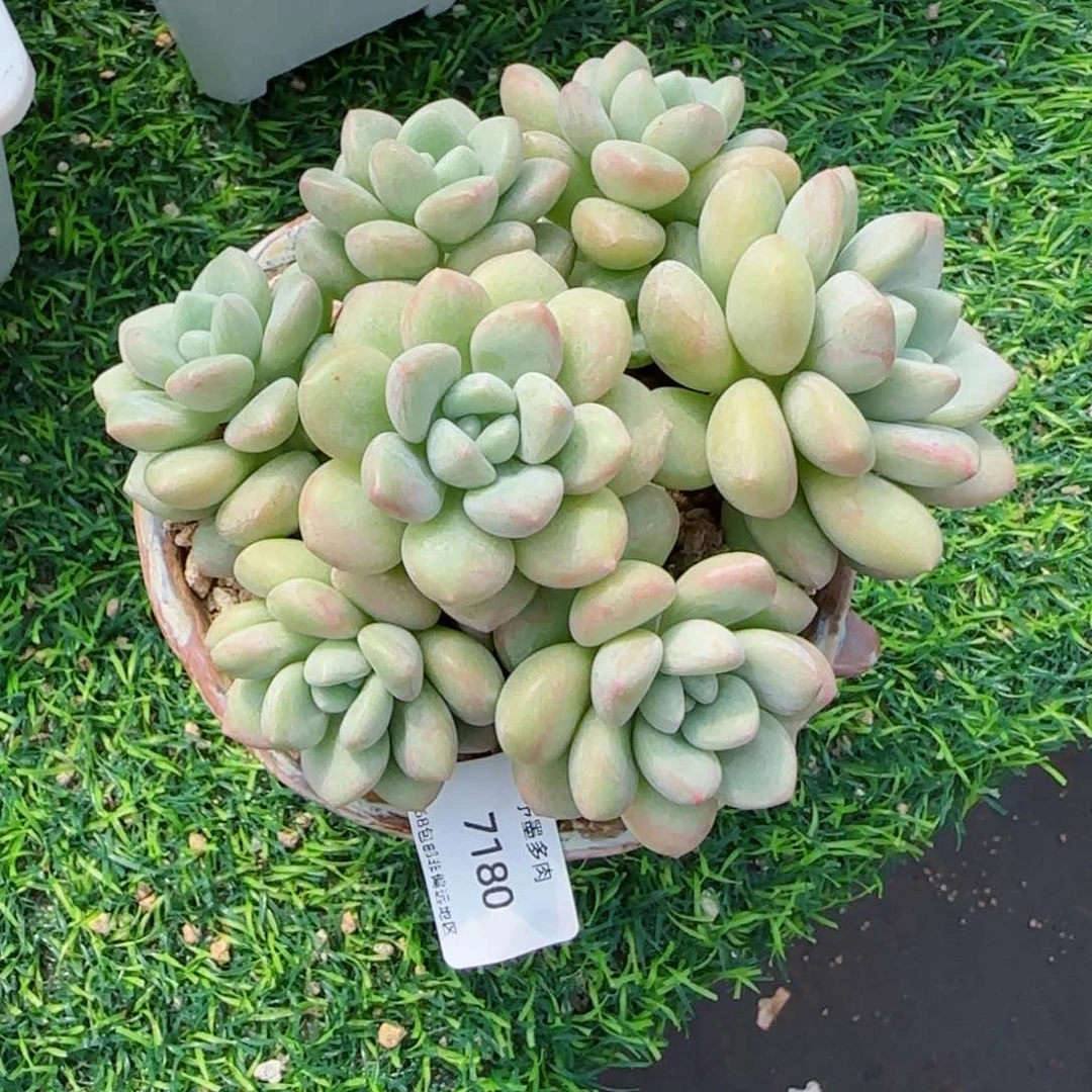 汐*泡泡糖。    7180。