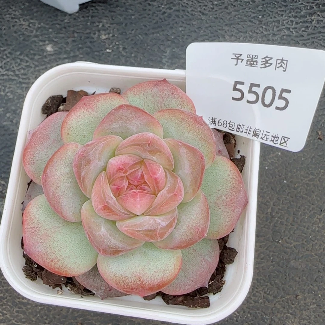 黄琥珀。   5505。
