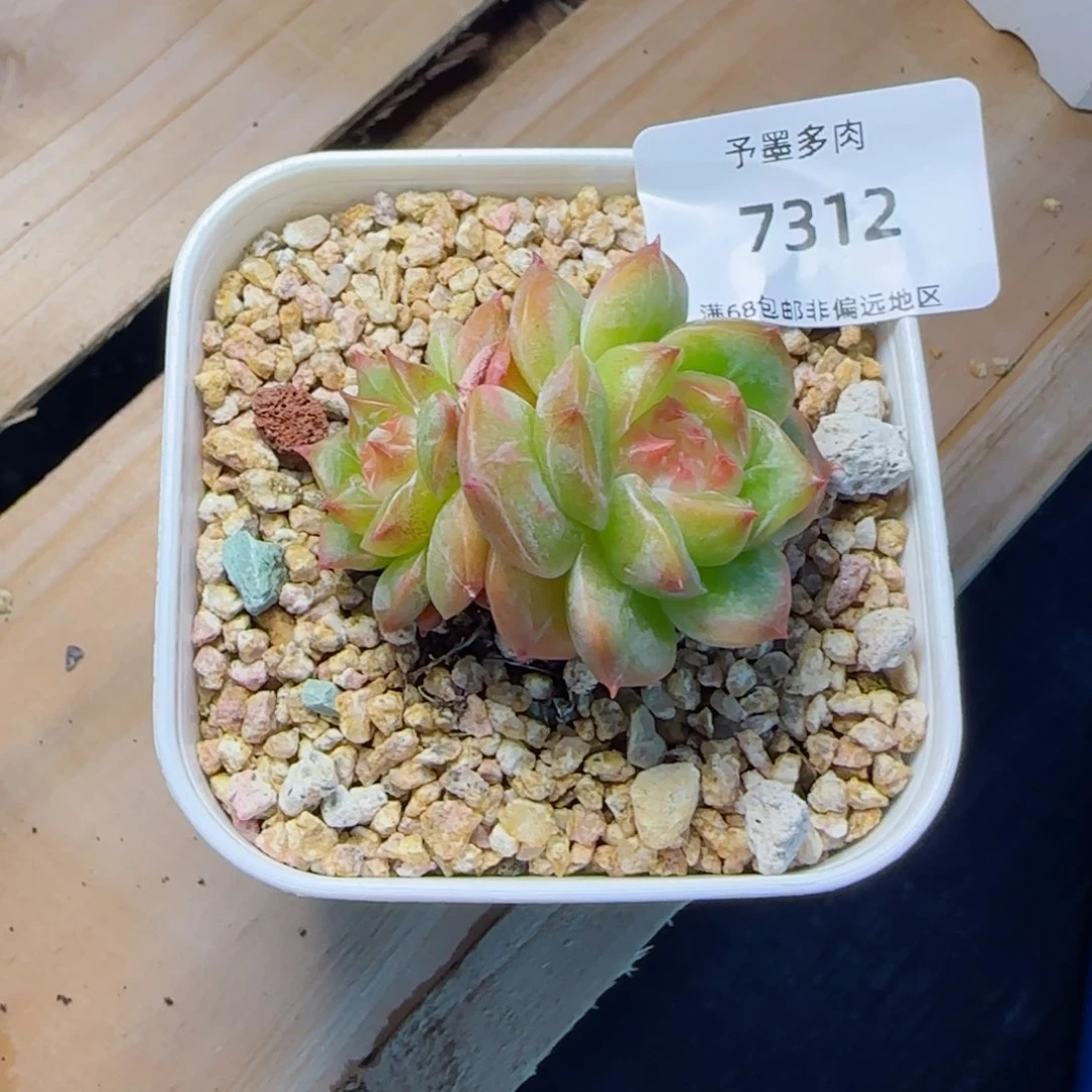 孤品糖心。 7312。