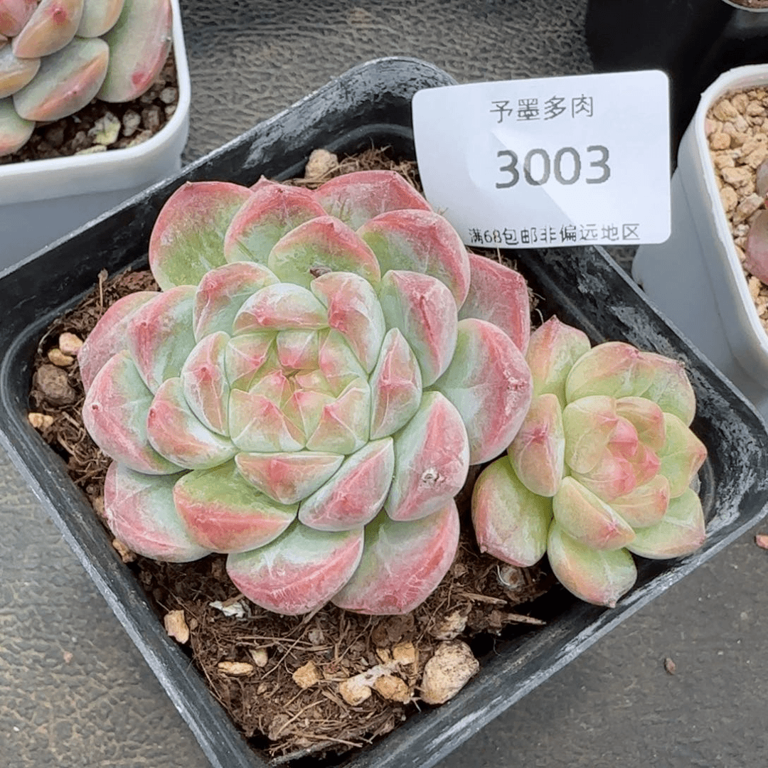 白桃汽水飘枝。   3003。