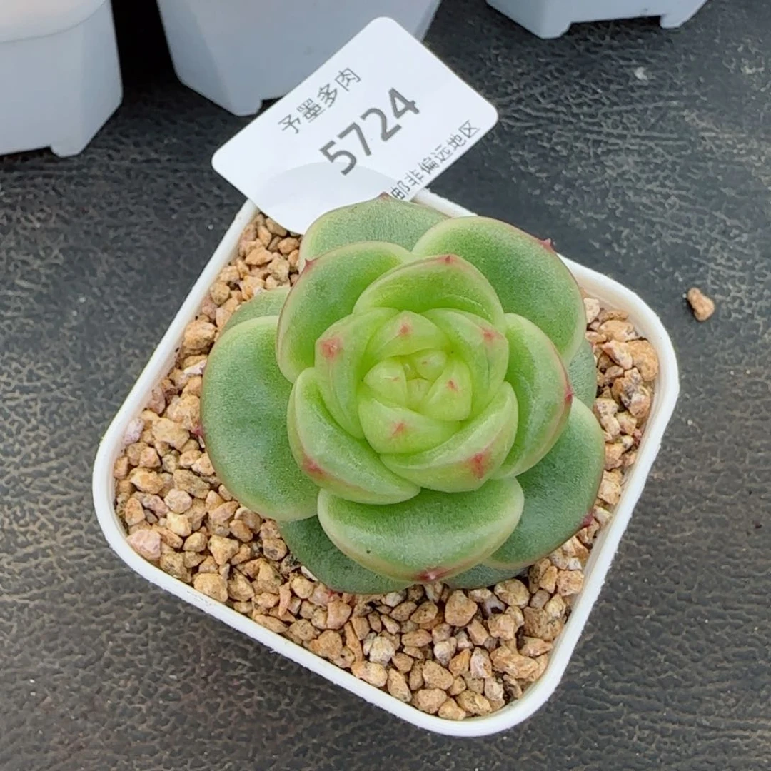 玉芷珍妮。   5724。