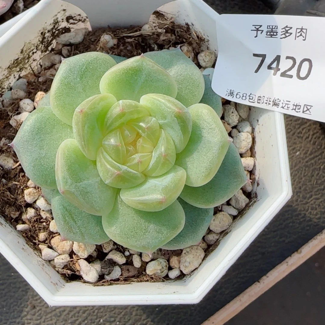一帘幽梦珍妮多肉。     7420。