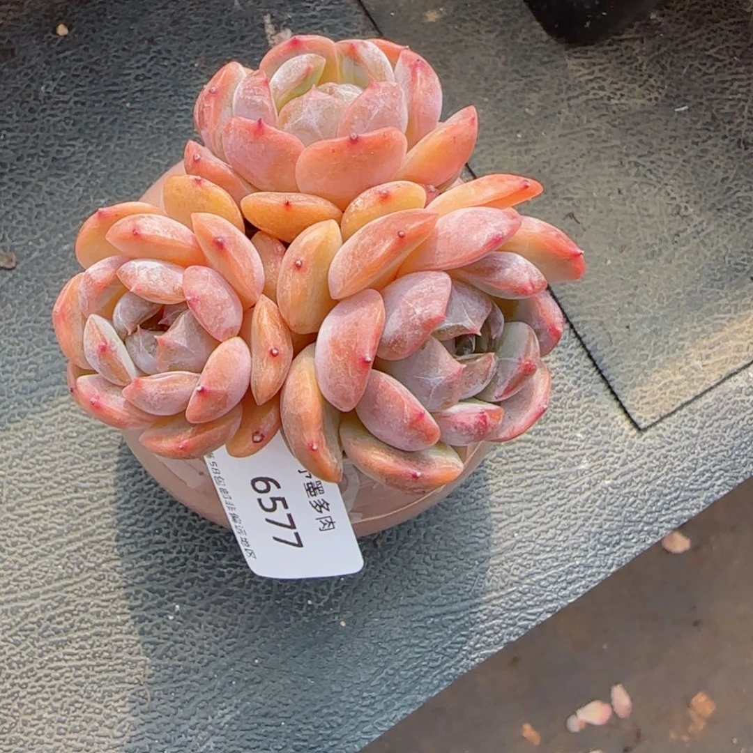 红恋带盆。   6577。