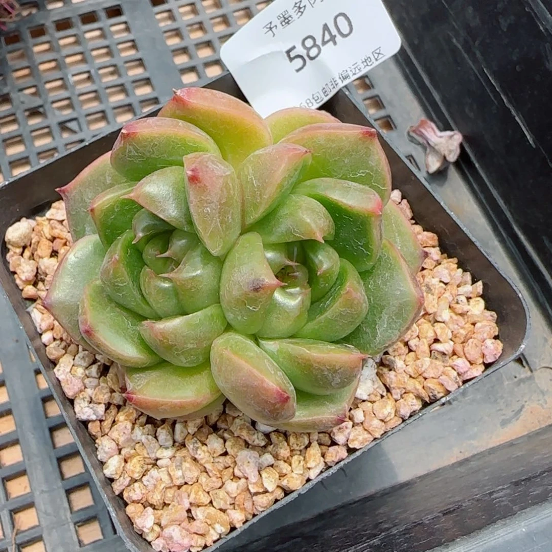 皮埃拉珍妮。    5840。
