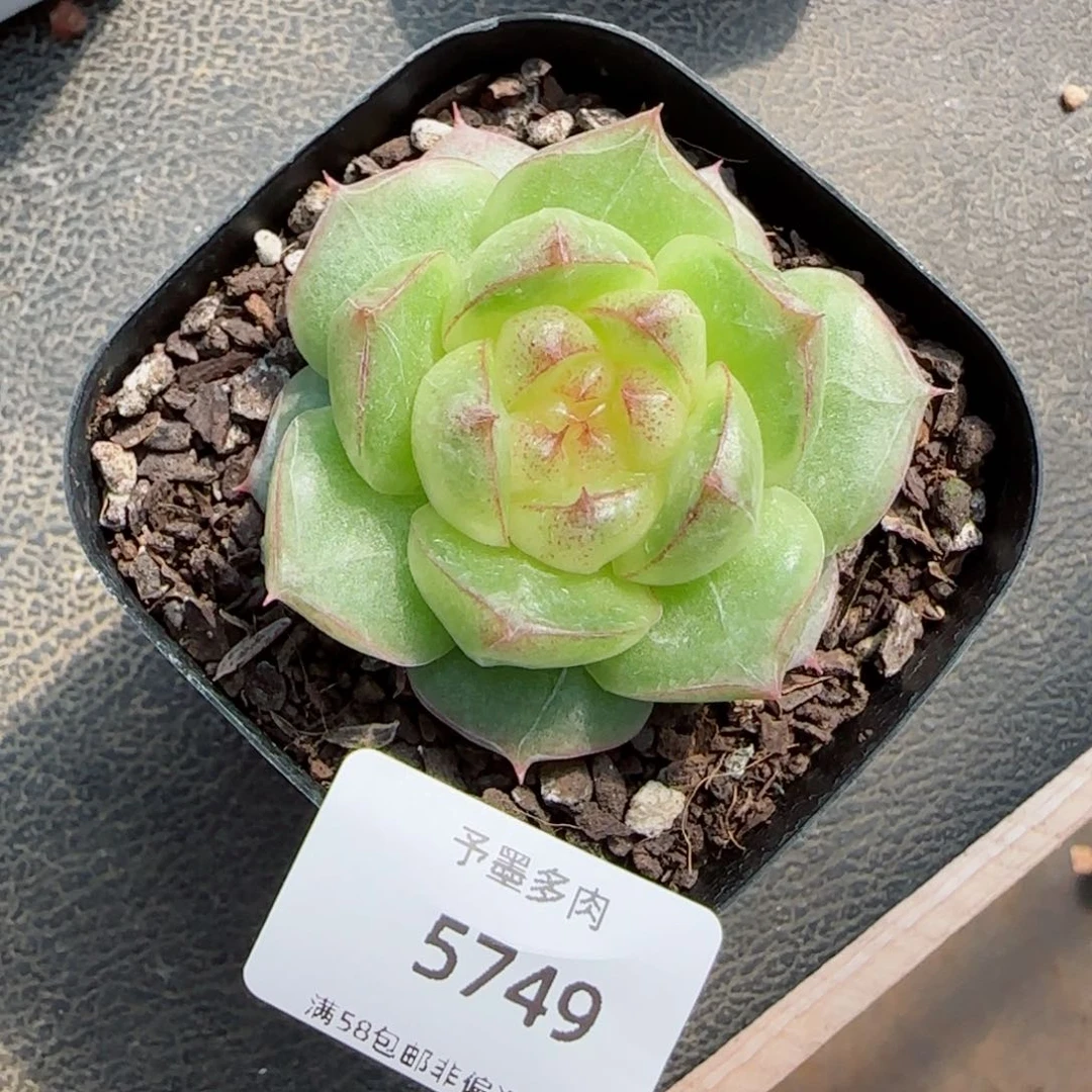 灵宝珍妮。  5749。