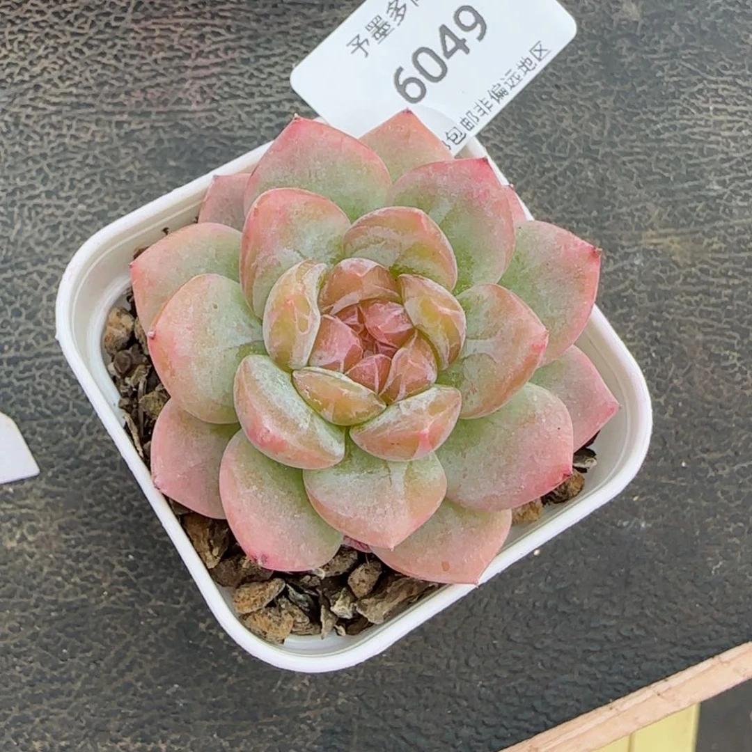 芳草系列。   6049。