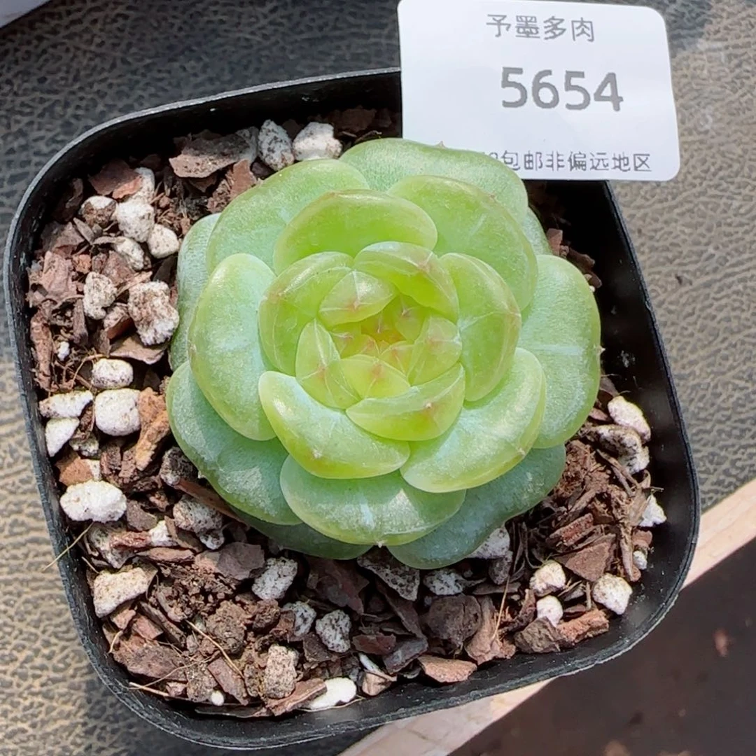 胭脂珍妮。  5654。