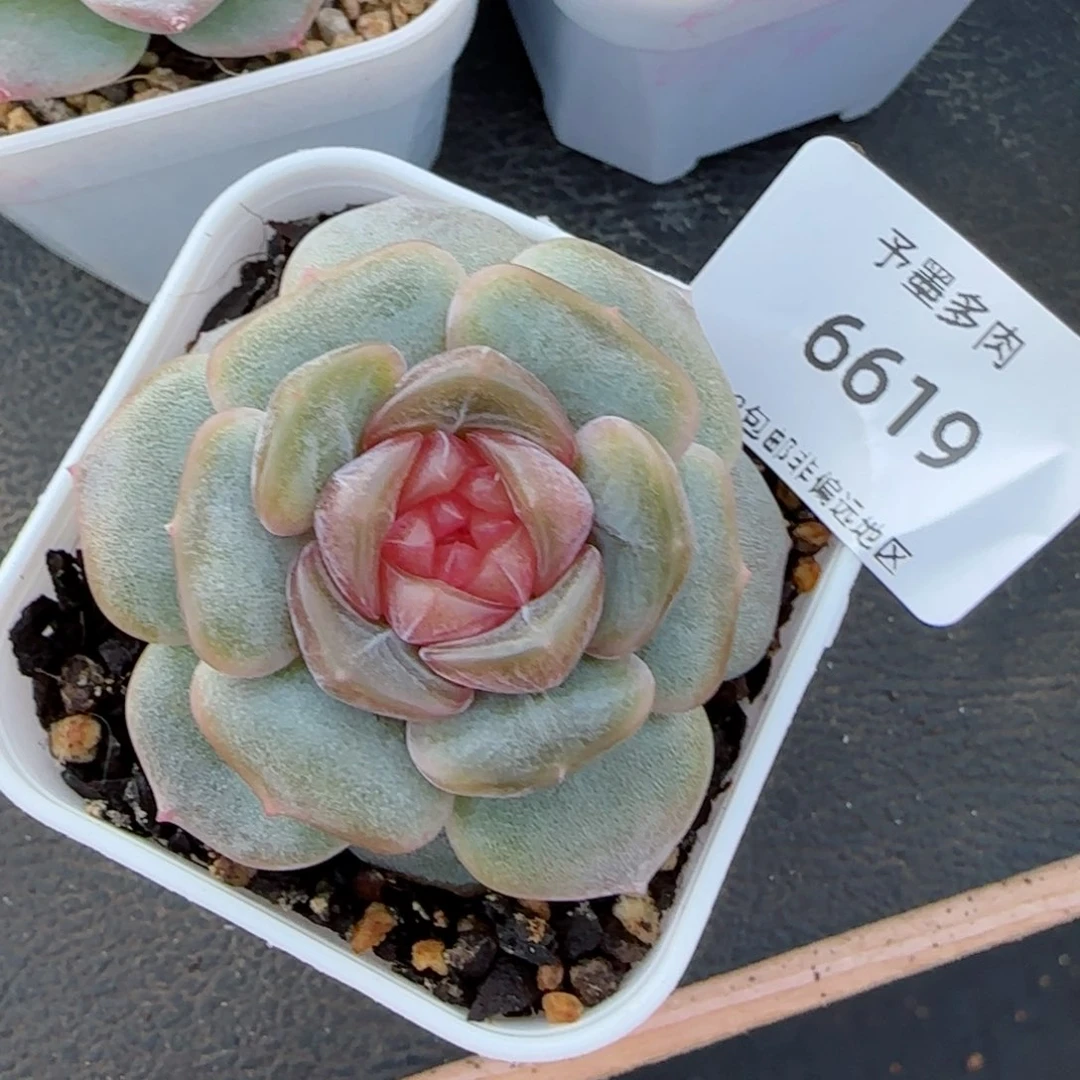 粉恋。 6619。