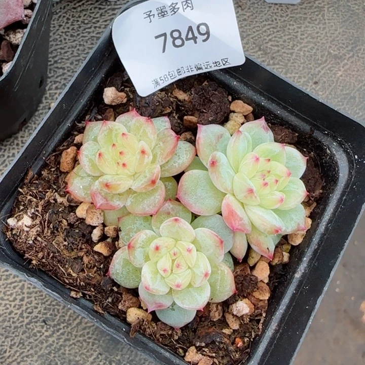 寒绯群。   7849。