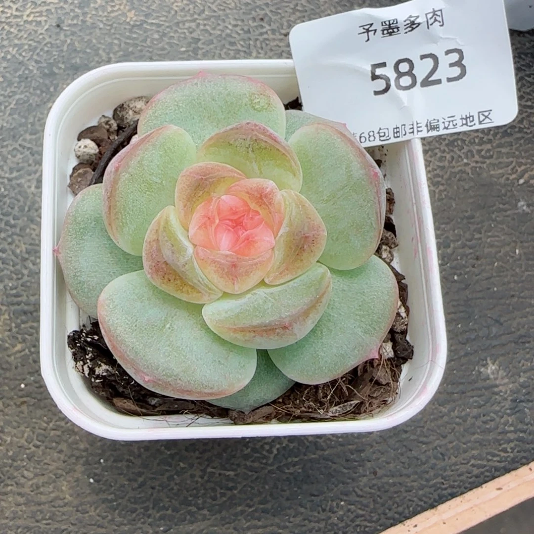 财富。   5823。