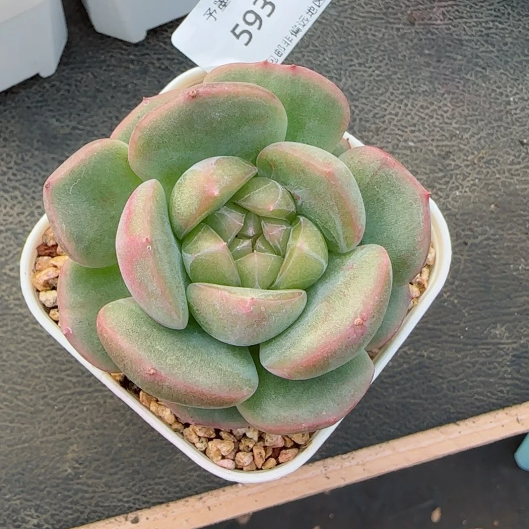 新珍妮.   5931。