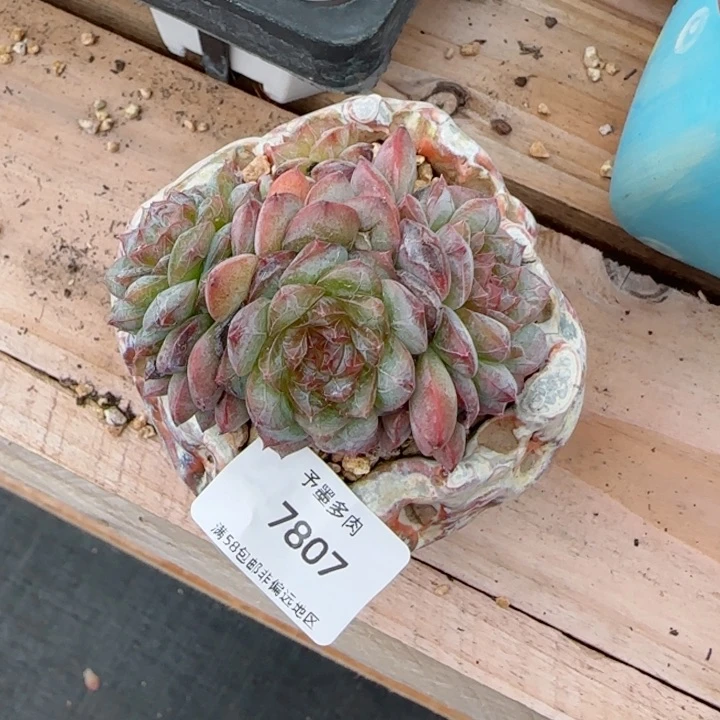 老*寒江雪。  7807。