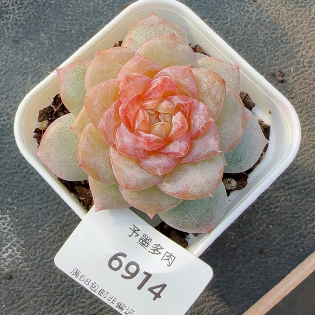 弗洛伊德。   6914。
