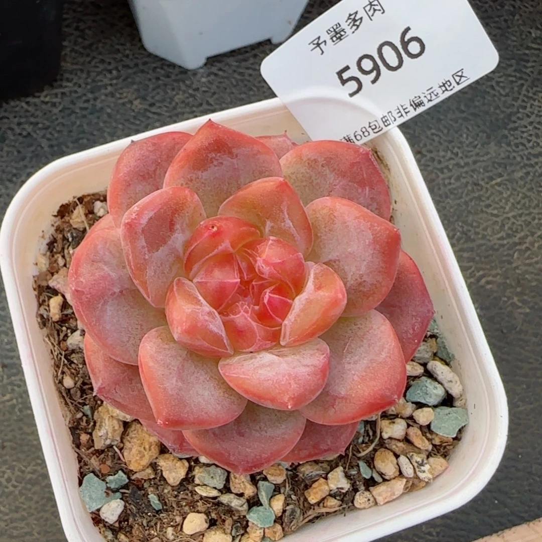 灯芯琥珀。    5906。