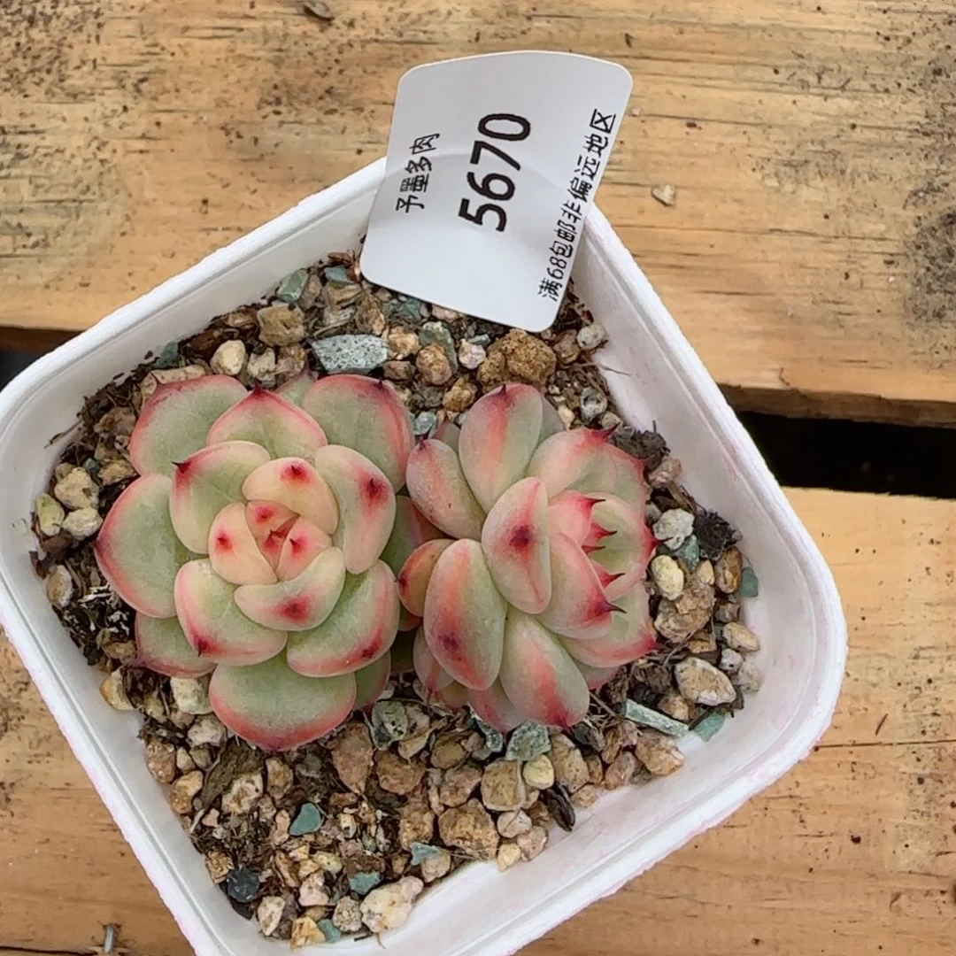 晚*星光珍妮。 5670。