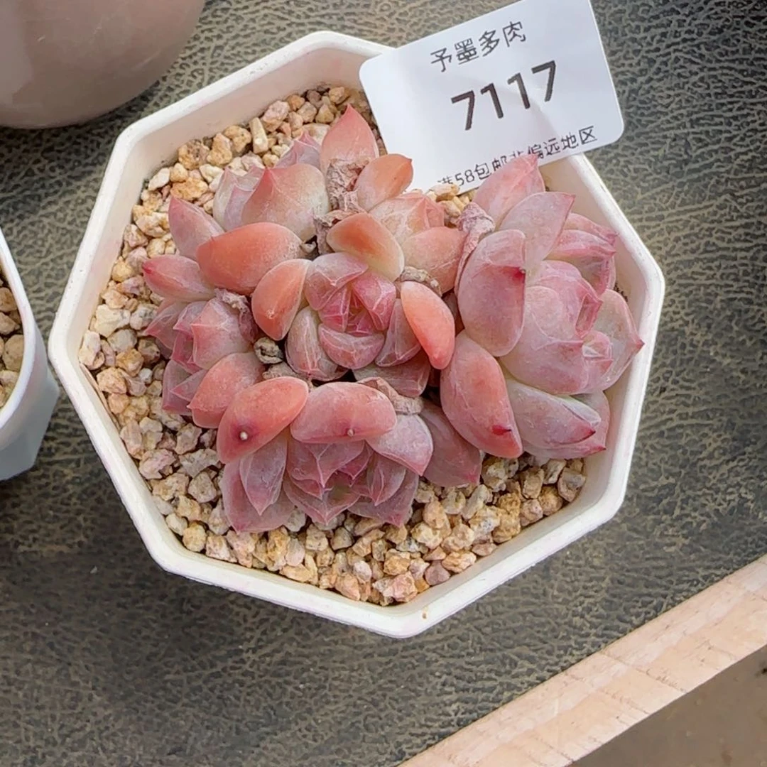 冰魄6 头群。 7117。