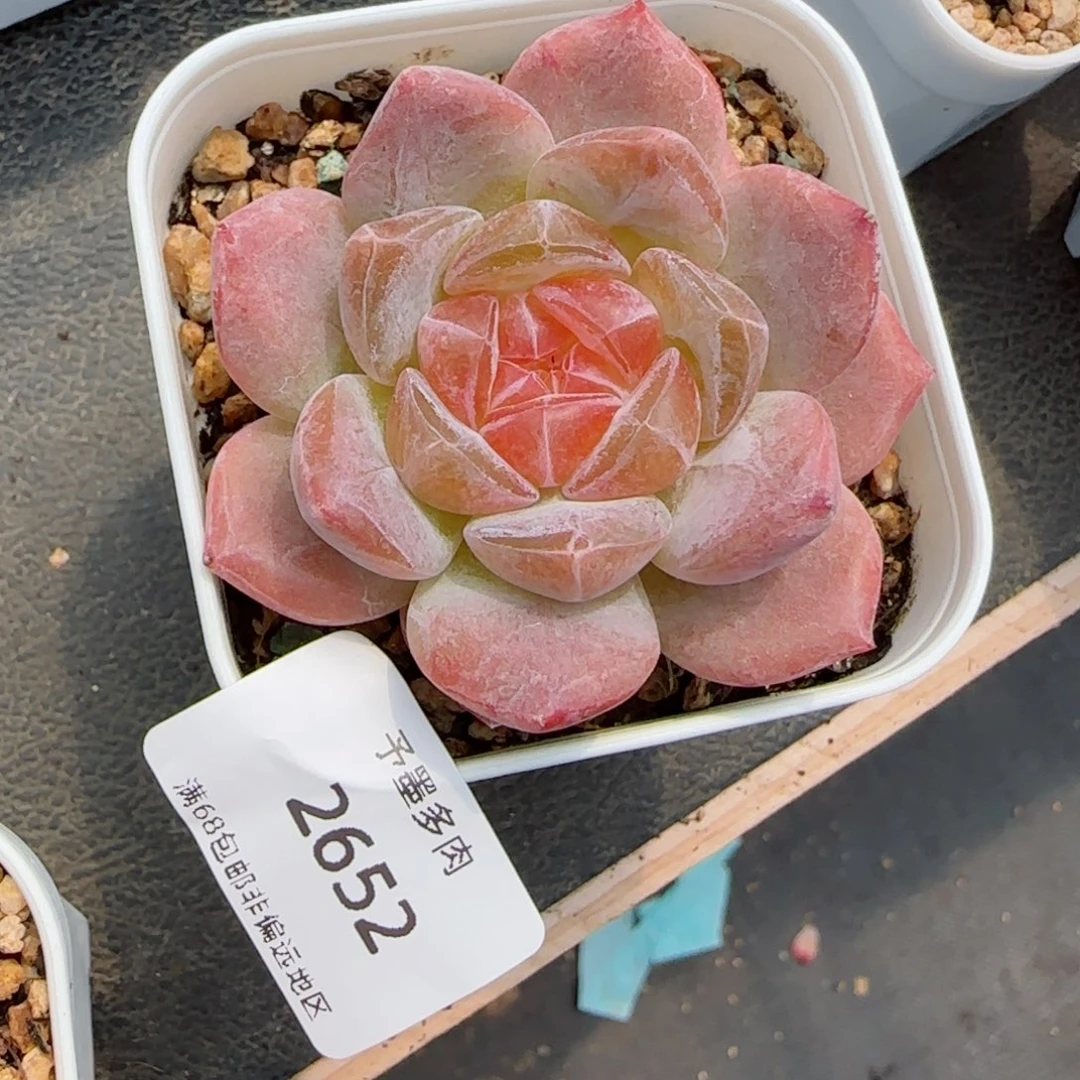 雪塔。      2652。