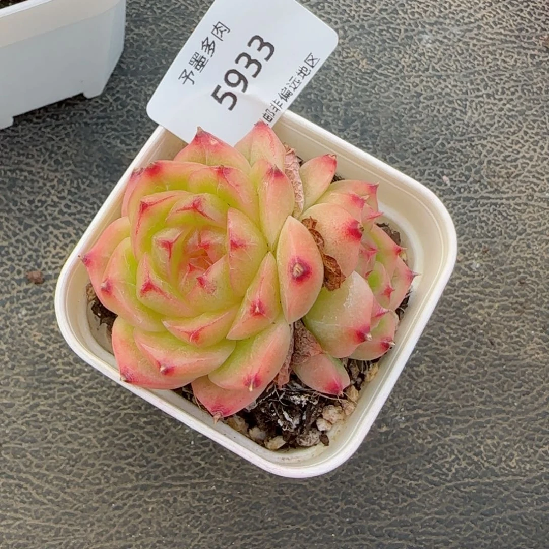 金辉珍妮。   5933。