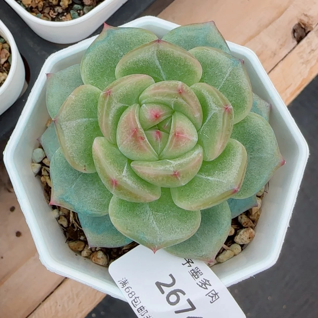 一帘幽梦珍妮 多肉。 2674。