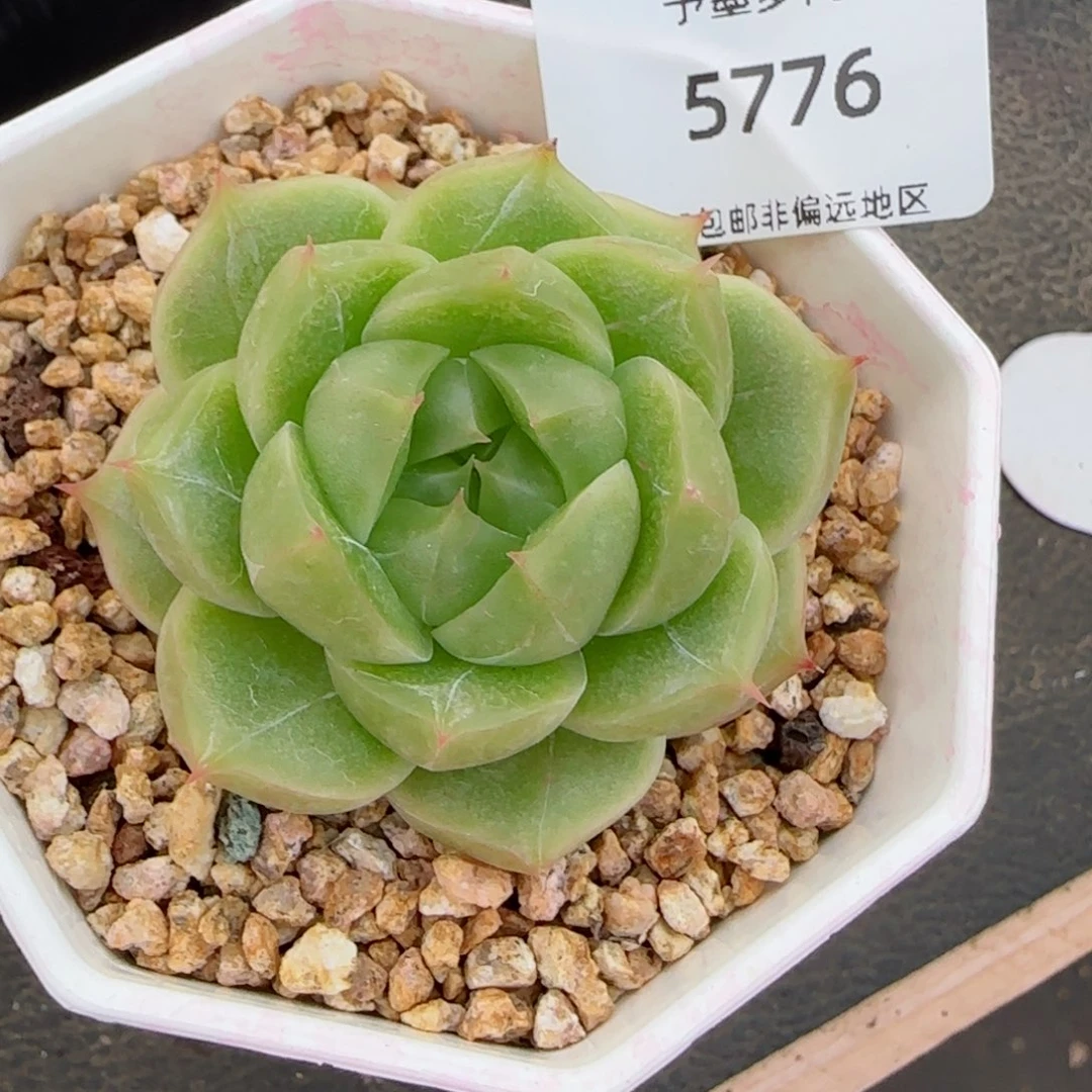 碧海珍妮。   5776。