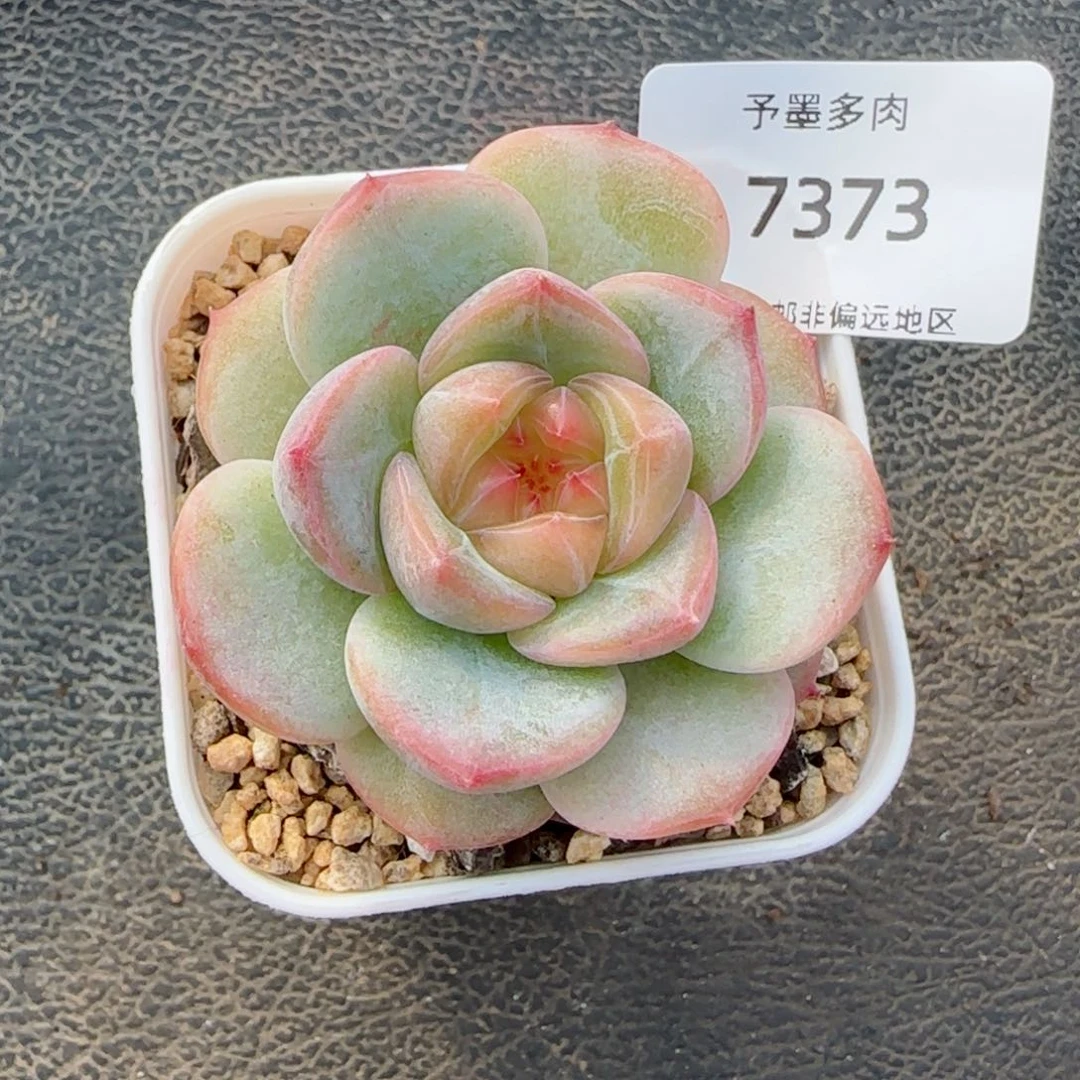 芳草系列。  7373。