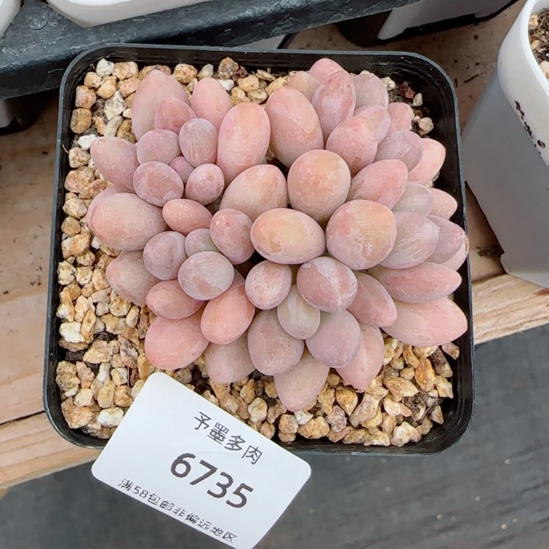 汤圆无砍。  6735。