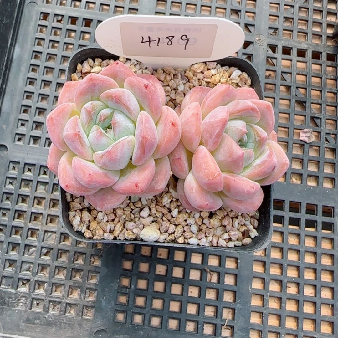 厚梦。  4189。