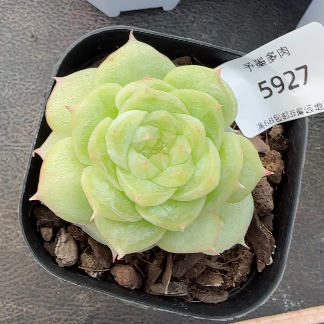 如茵。    5927。