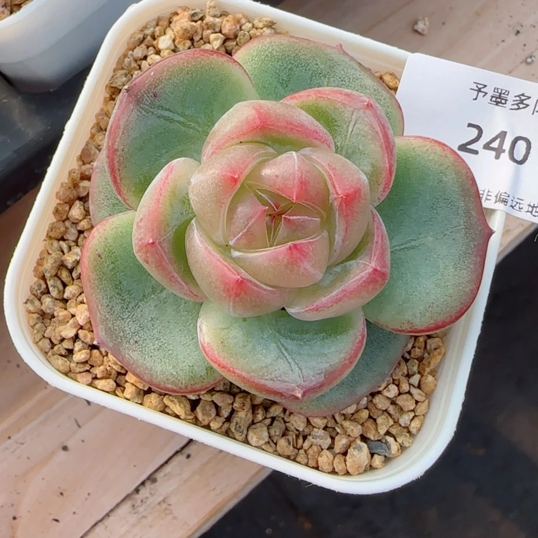 新珍妮。   2401。