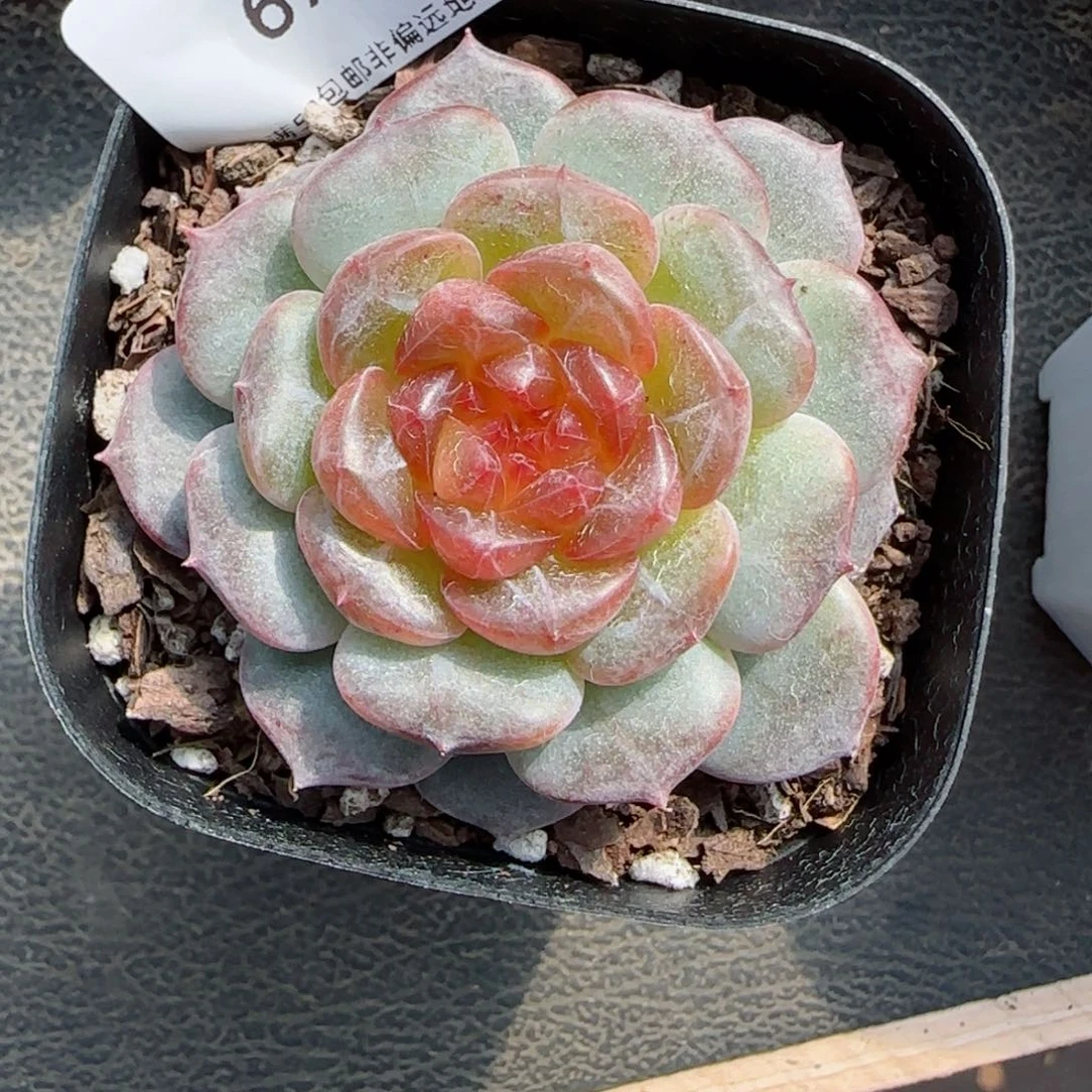 星空幻影。   6767。