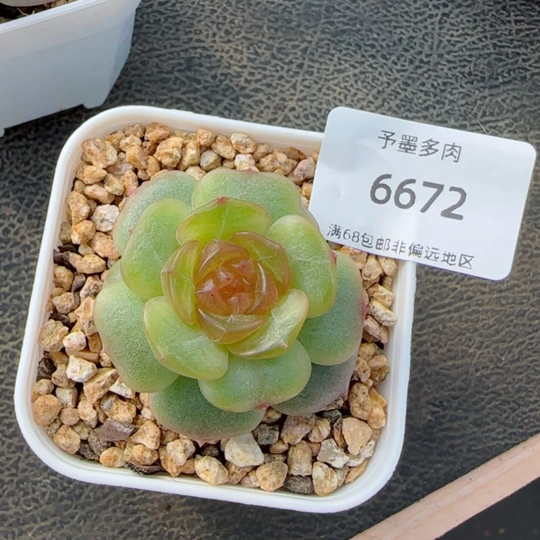 黄恋。  6672。
