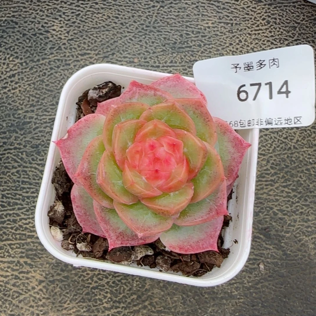 冻唇蜜。6714。