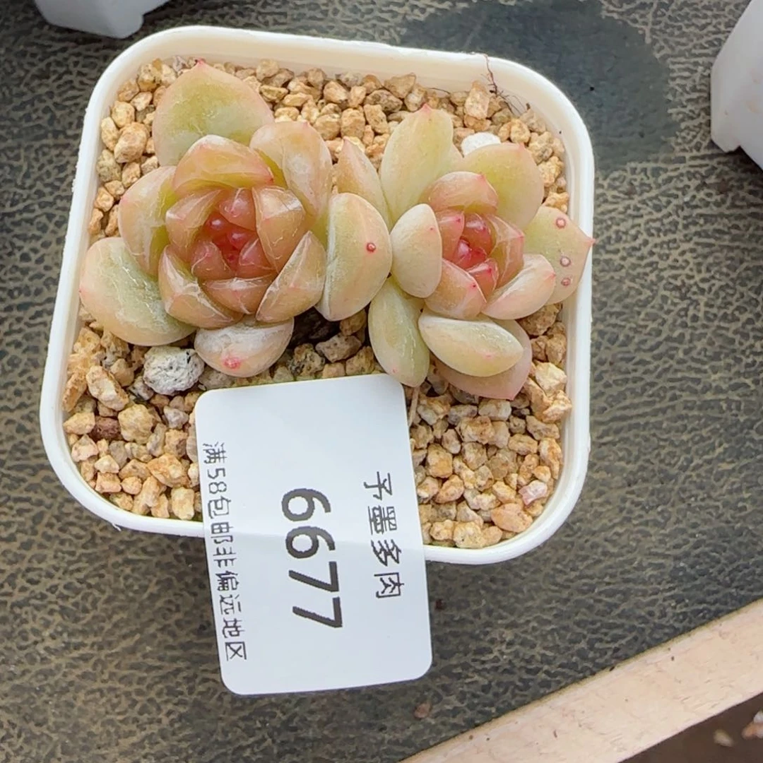 甜心。 橙。   66777。