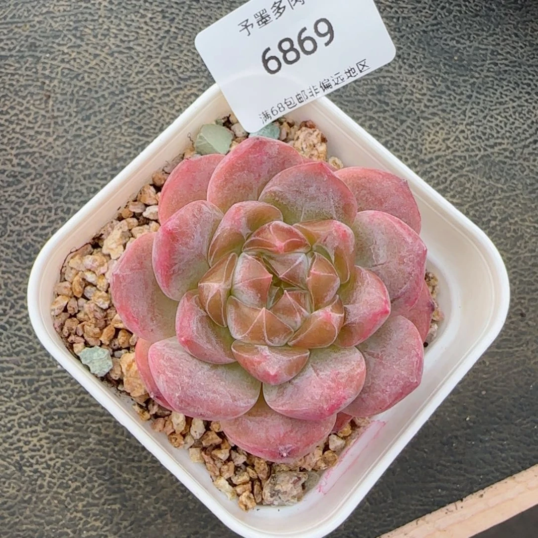 黛玉冰魄。  6869。