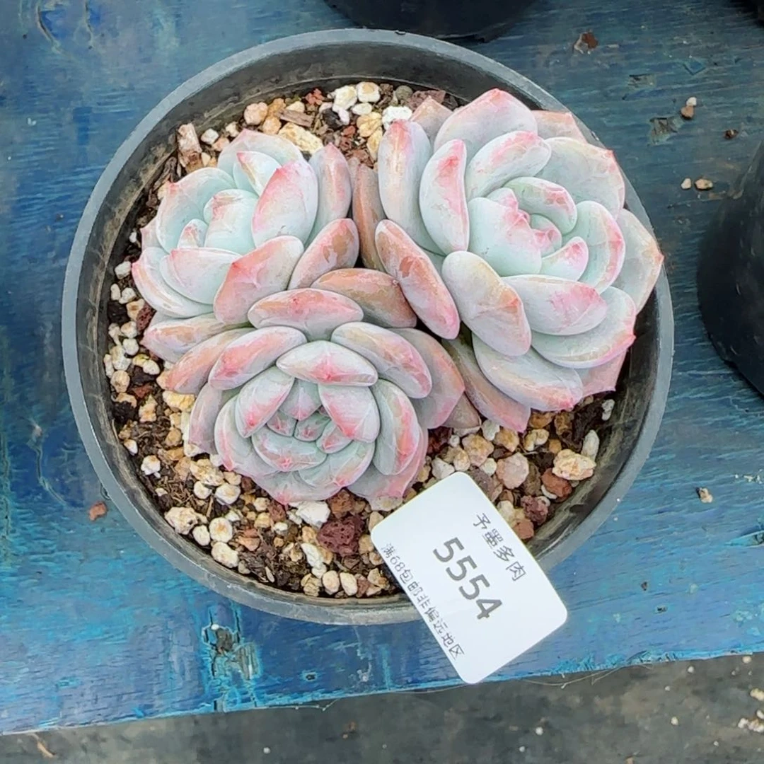盼*星影。  5554。