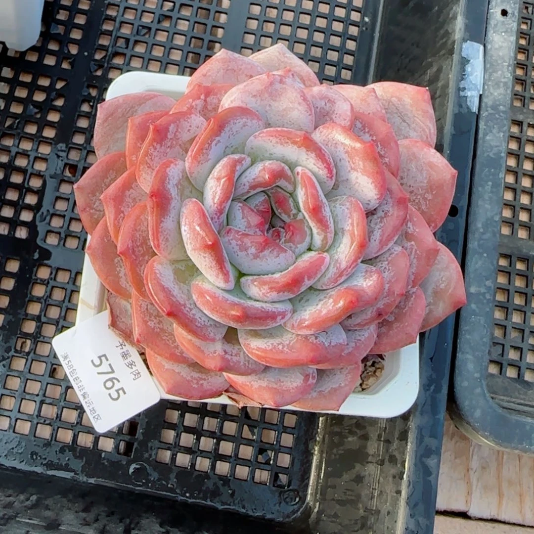 兜****?橙子。   5765。    多肉