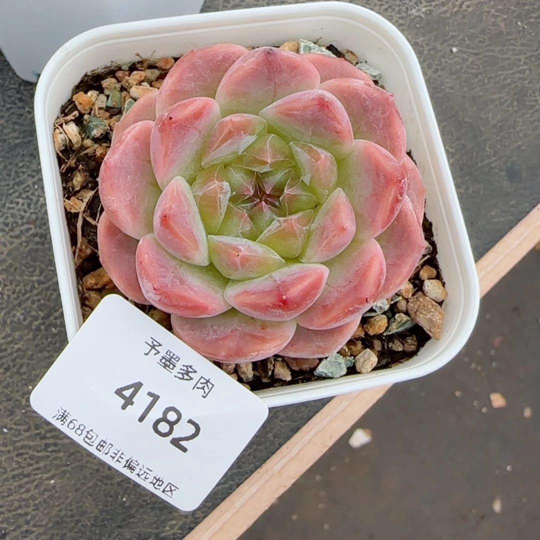 草莓冰魄。  4182。