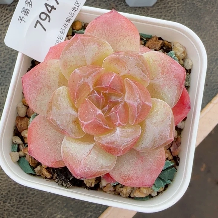 雪塔。    7947。