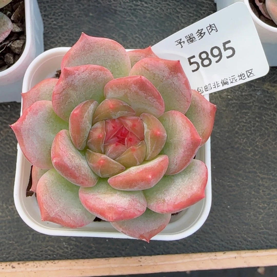 芳草系列。  5895。